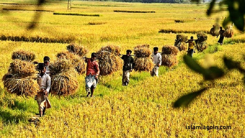 ৯ম ও ১০ম শ্রেণির - দাখিল স্তরের কৃষি শিক্ষা ২০২৩